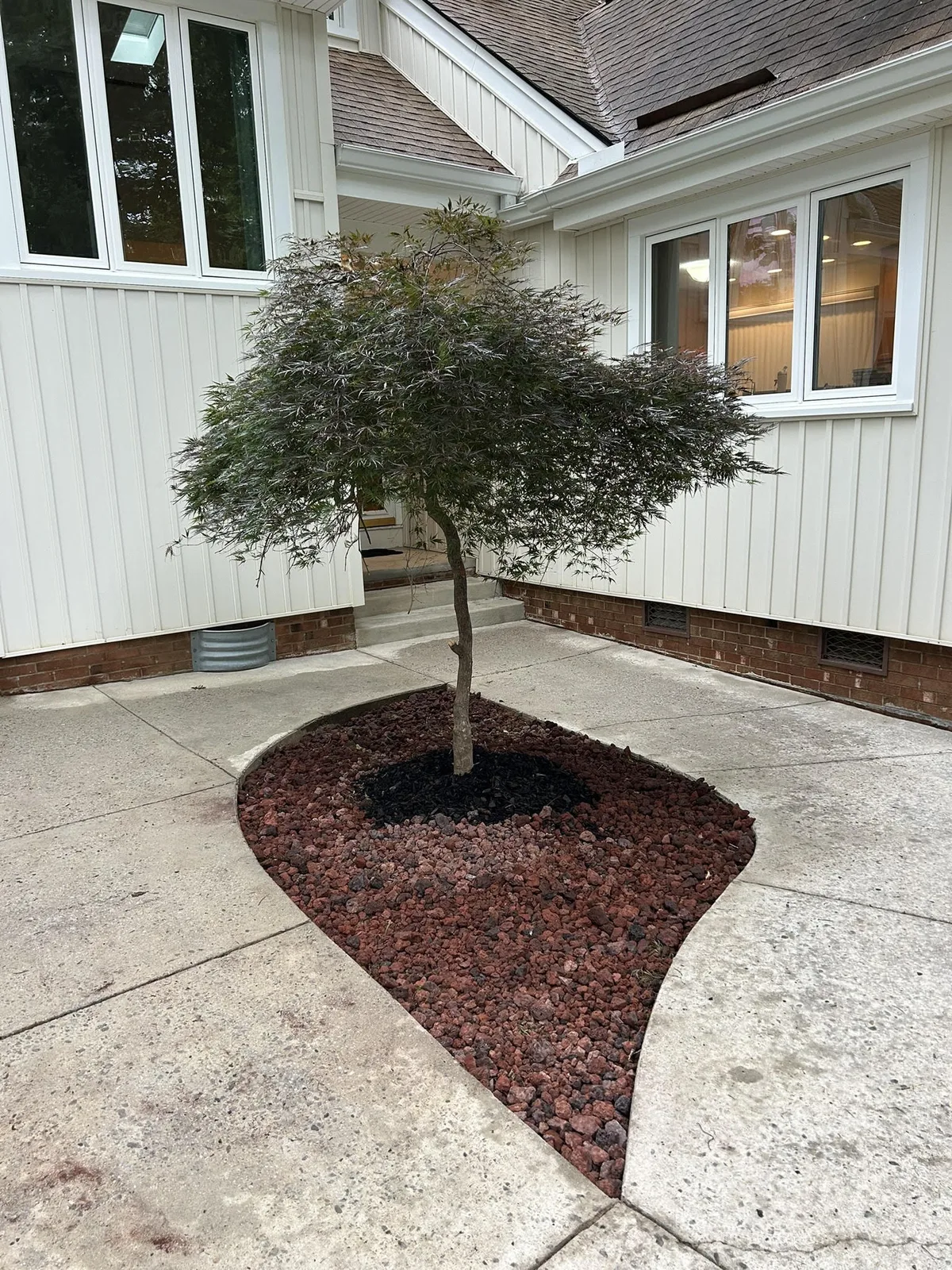 Japanese maple and landscape bed photographed by YardU